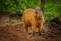062 Brazilie, Boca Da Valeria, capibara